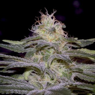 Sensi Star (Paradise Seeds) nasiona marihuany feminizowane