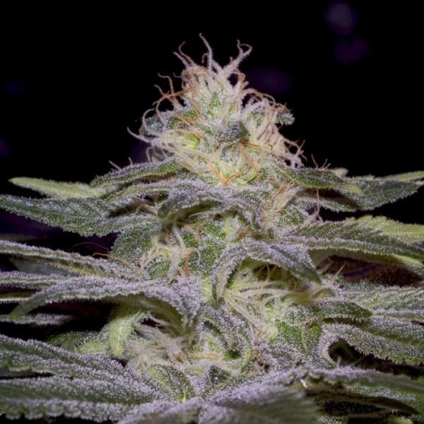 Sensi Star (Paradise Seeds) nasiona marihuany feminizowane