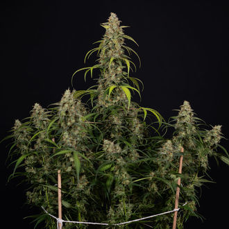 Sticky Beast Automat (Zamnesia Seeds) feminizowane
