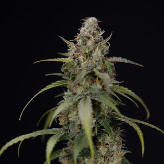 Sticky Beast Automat (Zamnesia Seeds) feminizowane