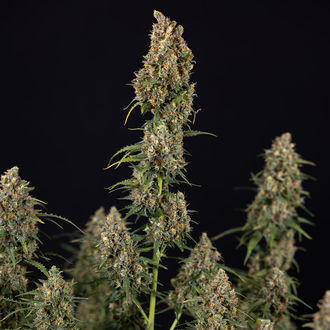 Sticky Beast Automat (Zamnesia Seeds) feminizowane