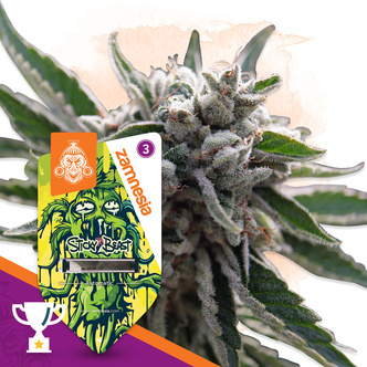 Sticky Beast Automat (Zamnesia Seeds) feminizowane