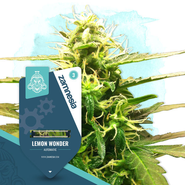 Lemon Wonder Automat (Zamnesia Seeds) feminizowane