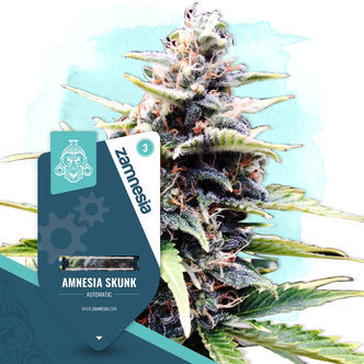 Amnesia Skunk Automat (Zamnesia Seeds) feminizowane