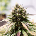 Amnesia Skunk Automat (Zamnesia Seeds) feminizowane