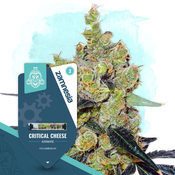 Critical Cheese Automat (Zamnesia Seeds) feminizowane