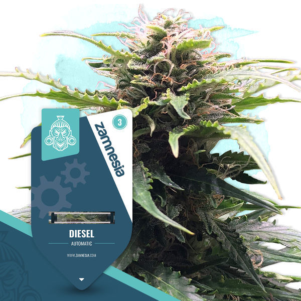 Diesel Automat (Zamnesia Seeds) feminizowane