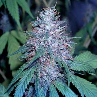 Grape Kush (Cali Connection) feminizowane