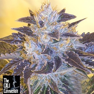 Grape OG (Cali Connection) feminizowane