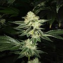Louis XIII OG (Cali Connection) feminizowane