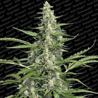Pandora (Paradise Seeds) feminizowane