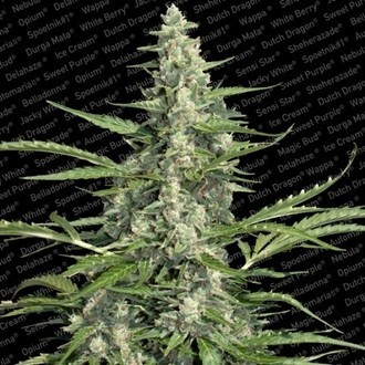 Pandora (Paradise Seeds) feminizowane