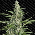 Pandora (Paradise Seeds) feminizowane