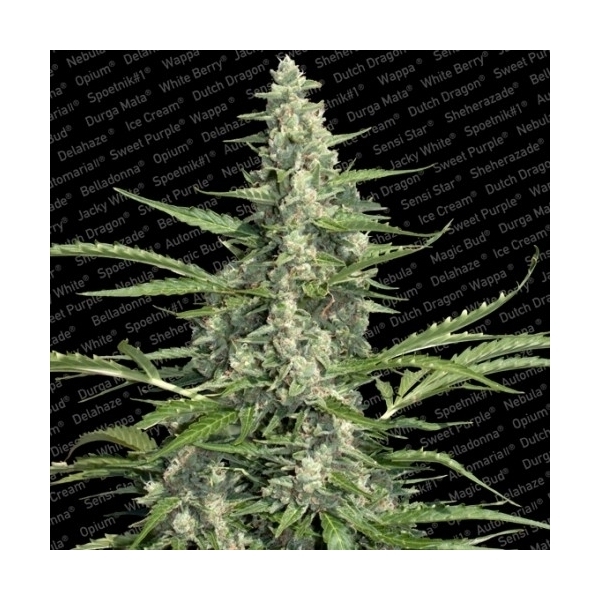 Pandora (Paradise Seeds) feminizowane