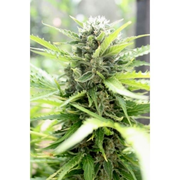 Pandora (Paradise Seeds) feminizowane