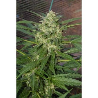 Pandora (Paradise Seeds) feminizowane