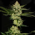 UnderDawg OG (T.H.Seeds) feminizowane