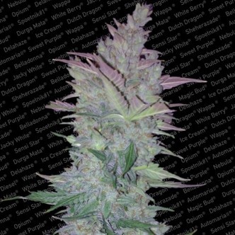Vertigo (Paradise Seeds) feminizowane