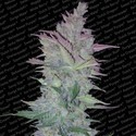 Vertigo (Paradise Seeds) feminizowane