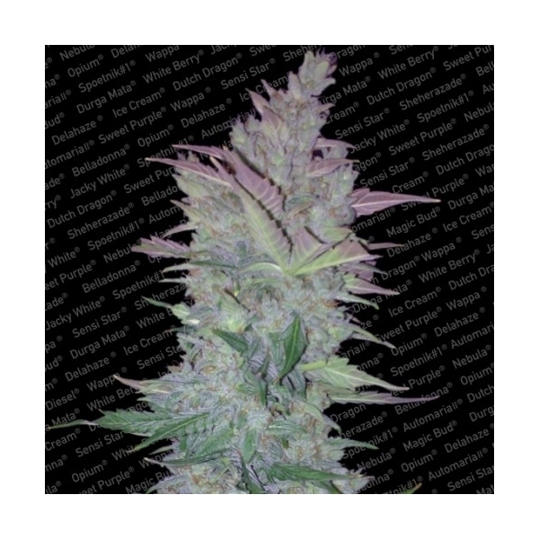Vertigo (Paradise Seeds) feminizowane
