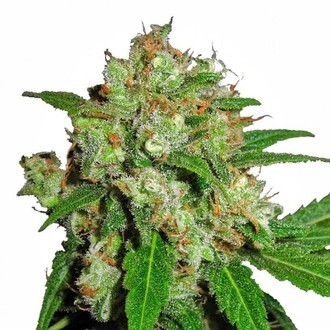Sensi Skunk (Sensi Seeds) feminizowane