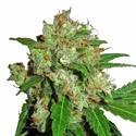 Sensi Skunk (Sensi Seeds) feminizowane