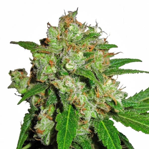 Sensi Skunk (Sensi Seeds) feminizowane