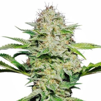 Sensi Skunk Automat (Sensi Seeds) feminizowane