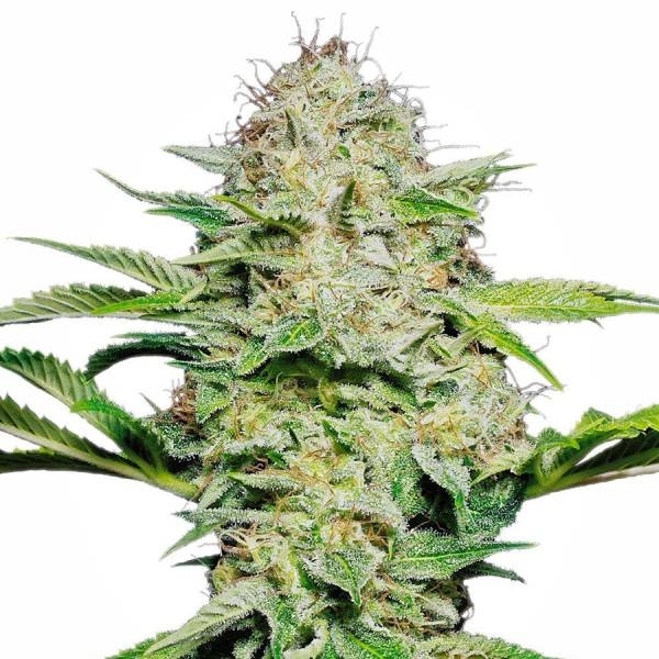 Sensi Skunk Automat (Sensi Seeds) feminizowane