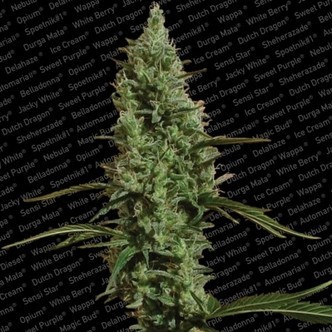 Atomical Haze (Paradise Seeds) feminizowane