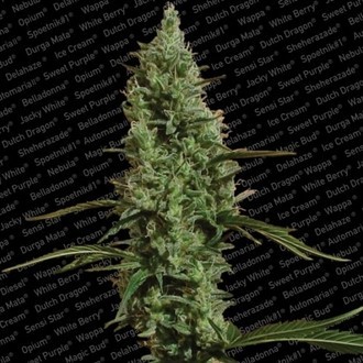 Atomical Haze (Paradise Seeds) feminizowane