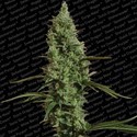 Atomical Haze (Paradise Seeds) feminizowane