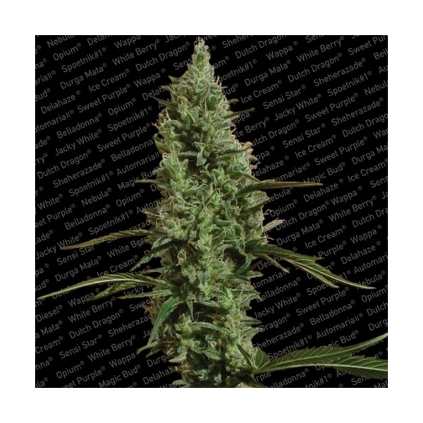Atomical Haze (Paradise Seeds) feminizowane