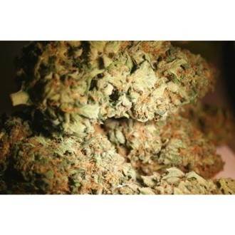 Atomical Haze (Paradise Seeds) feminizowane