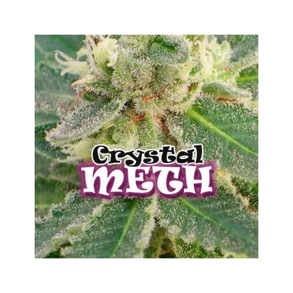 Crystal M.E.T.H. (Dr. Underground) feminizowane