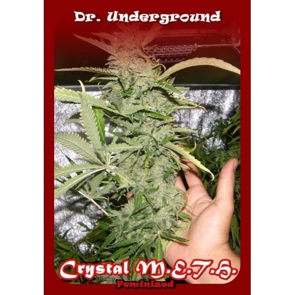 Crystal M.E.T.H. (Dr. Underground) feminizowane