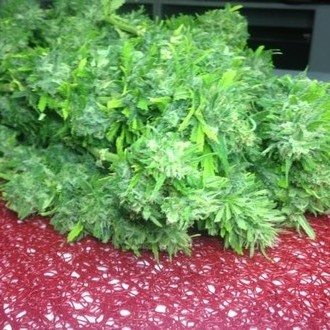 Crystal M.E.T.H. (Dr. Underground) feminizowane