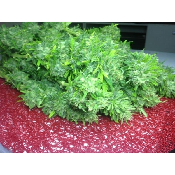 Crystal M.E.T.H. (Dr. Underground) feminizowane