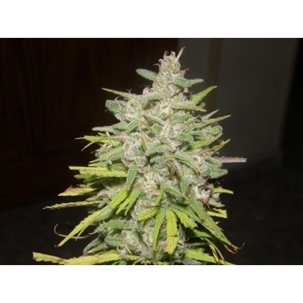 Crystal M.E.T.H. (Dr. Underground) feminizowane