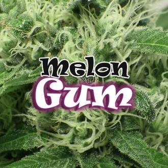 Melon Gum (Dr. Underground) feminizowane