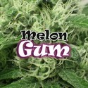Melon Gum (Dr. Underground) feminizowane
