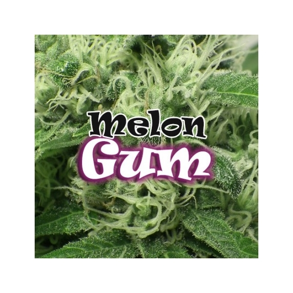 Melon Gum (Dr. Underground) feminizowane