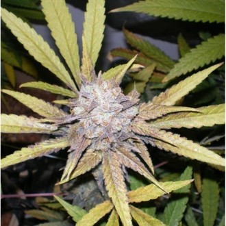 Melon Gum (Dr. Underground) feminizowane