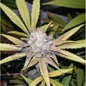 Melon Gum (Dr. Underground) feminizowane