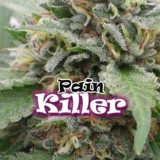 PainKiller (Dr. Underground) feminizowane