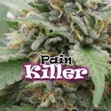 PainKiller (Dr. Underground) feminizowane