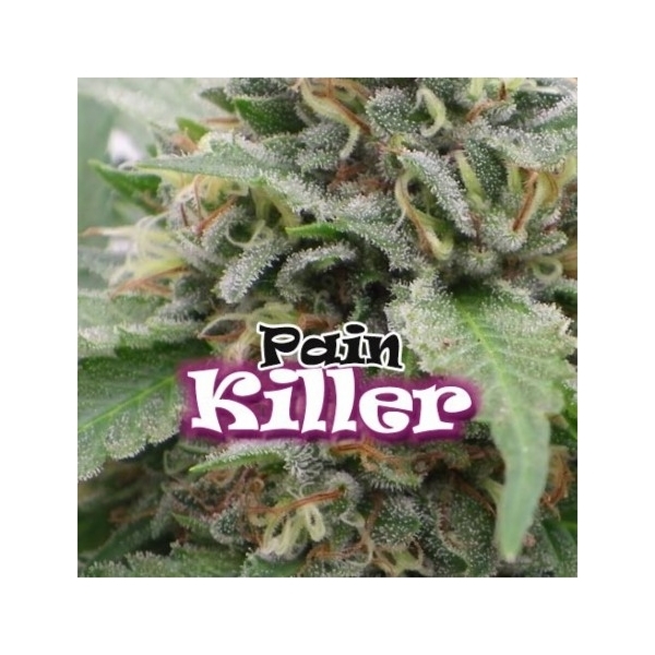 PainKiller (Dr. Underground) feminizowane