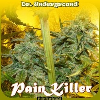 PainKiller (Dr. Underground) feminizowane