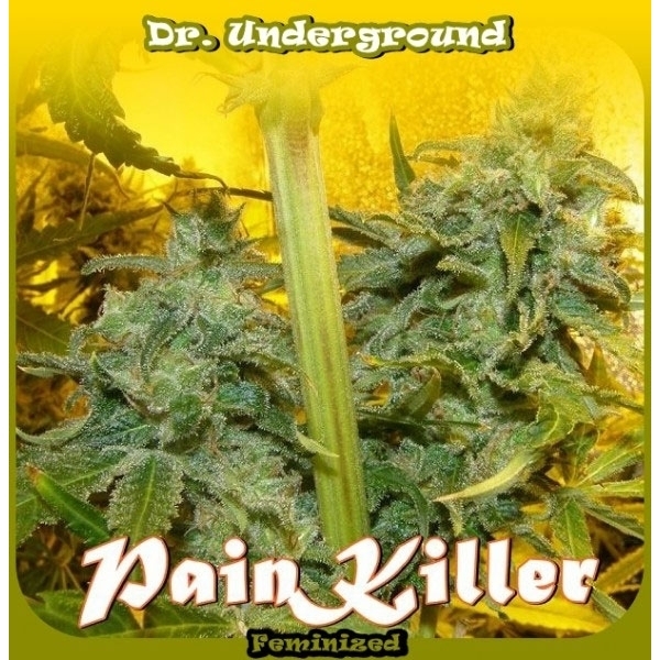 PainKiller (Dr. Underground) feminizowane