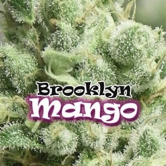 Brooklyn Mango (Dr. Underground) feminizowane